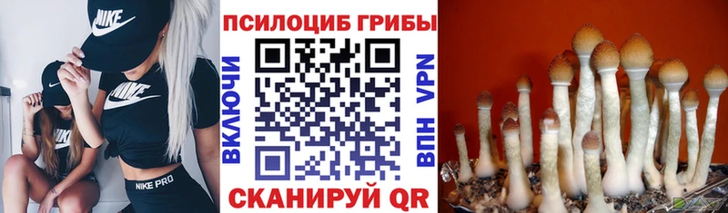 Псилоцибиновые грибы Psilocybe  Петров Вал 